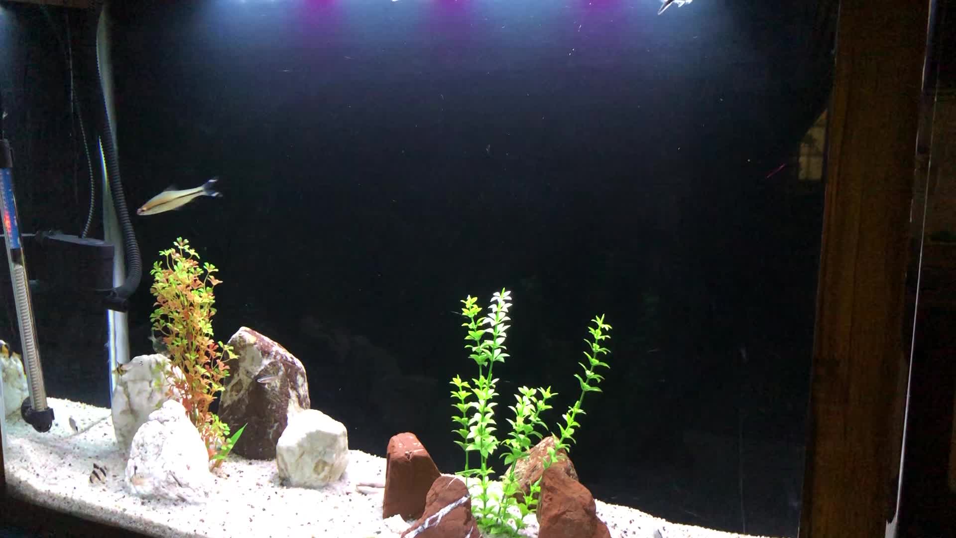 اگواریوم|ماهی|بندرعباس, |دیوار