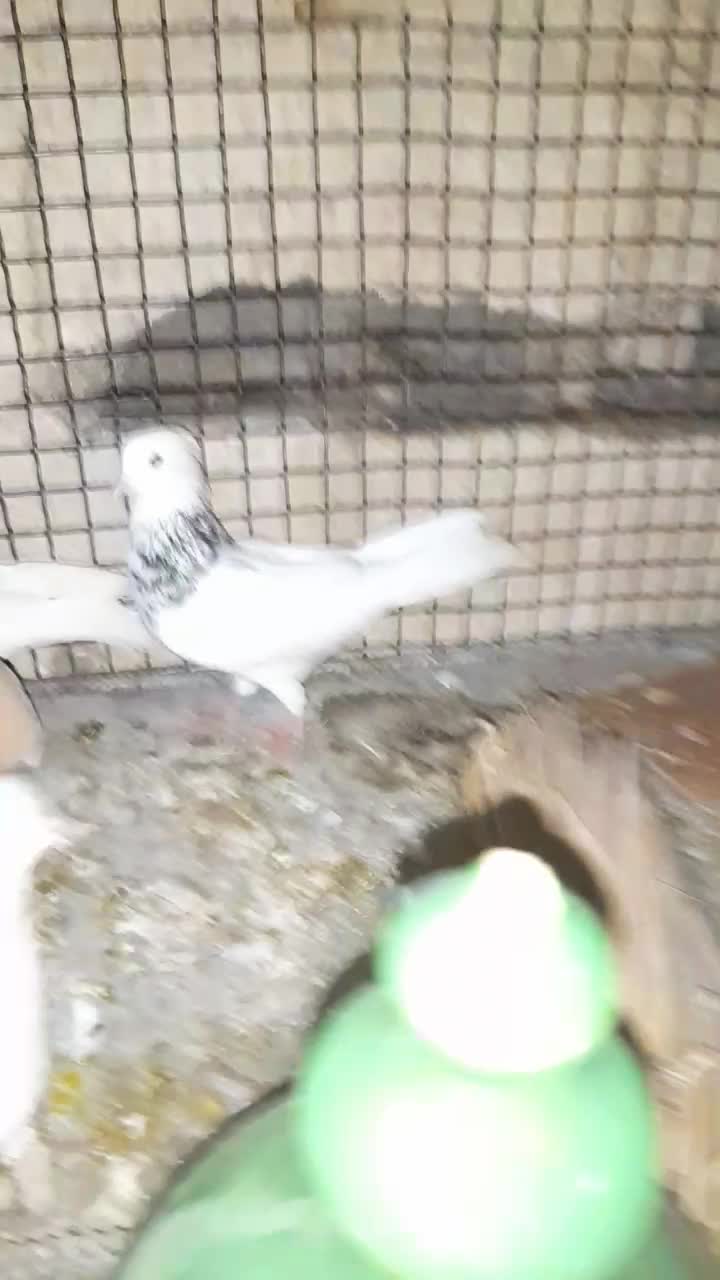 فروش چند عدد طوقی|پرنده|مهر, |دیوار