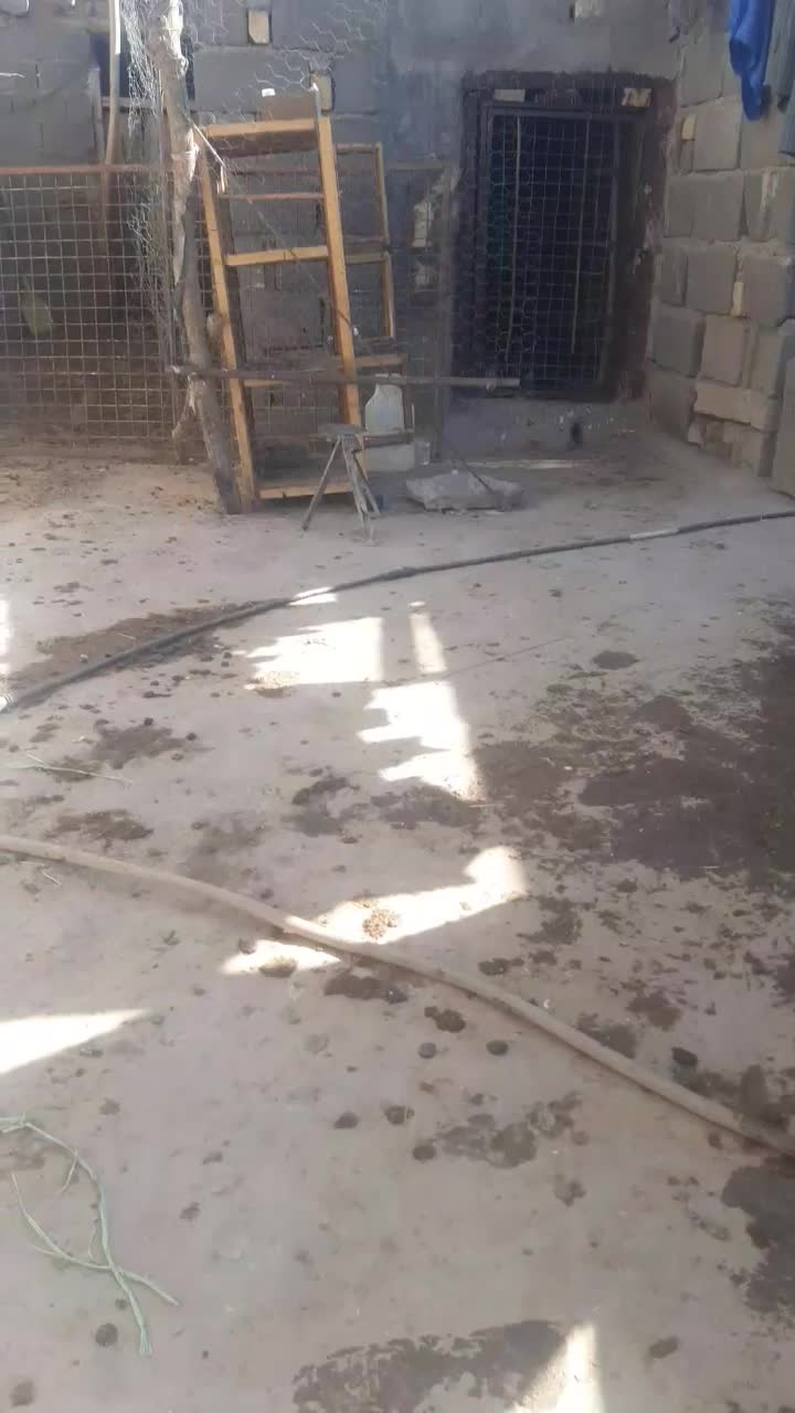 همشون خوش رنگ وپرشی|پرنده|قره پشتلو, |دیوار