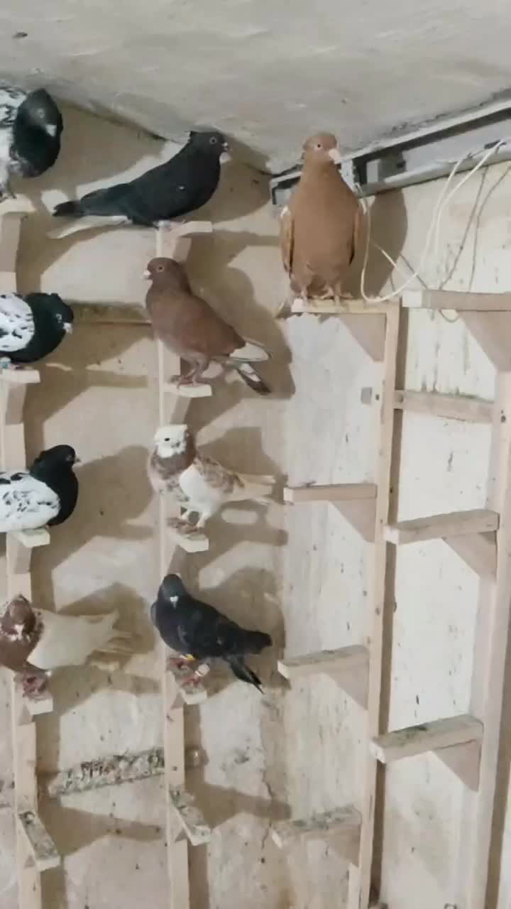 کفتر|پرنده|شیراز, لب آب|دیوار