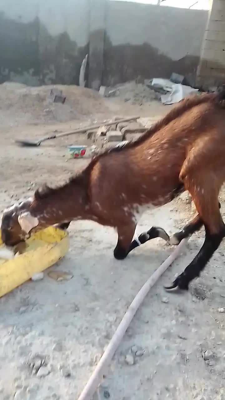 کهره|حیوانات مزرعه|درگهان, |دیوار