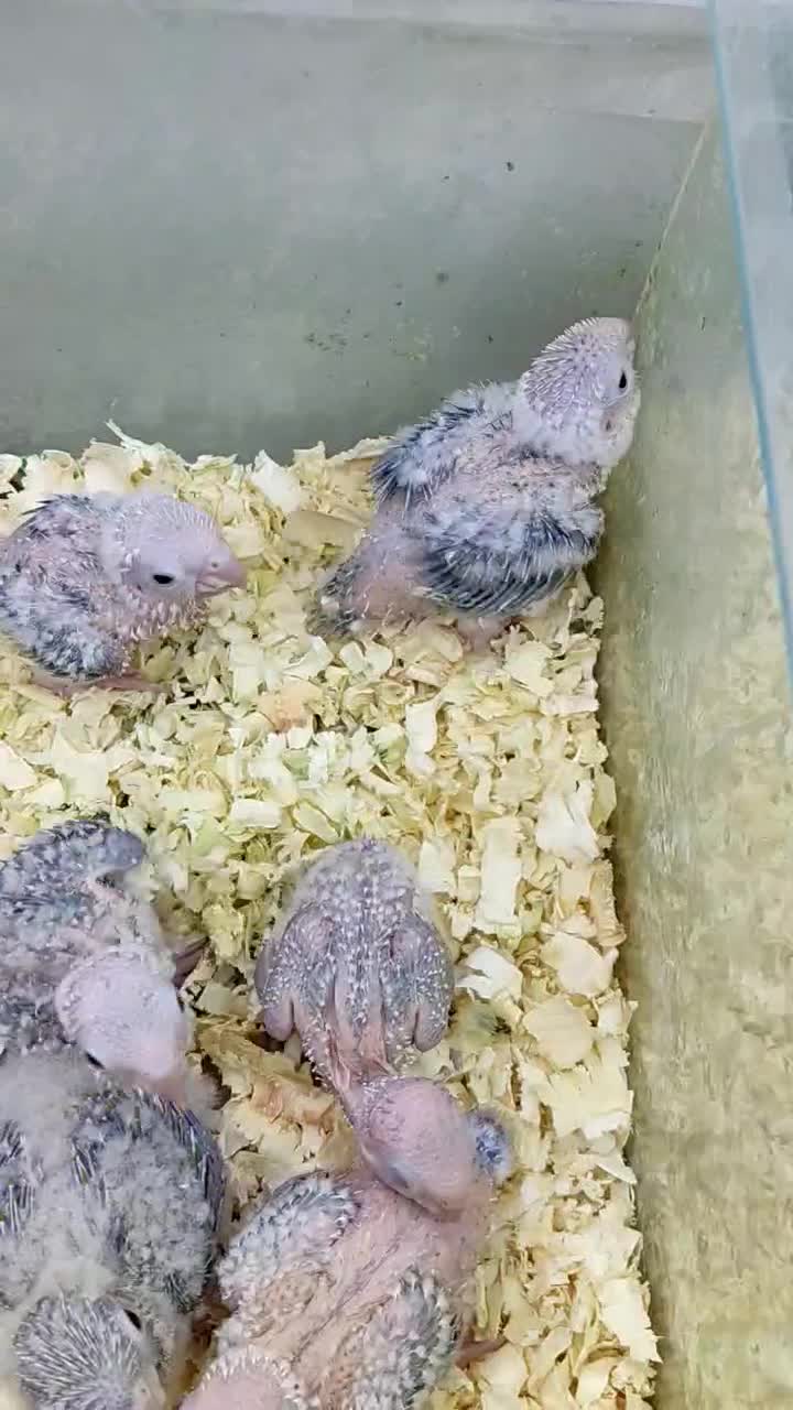 گرینچیک|پرنده|اندیشه, اندیشه فاز ۳|دیوار