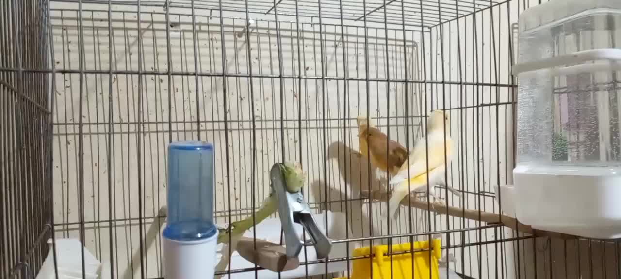 سه جوجه قناری یک ساله تن نخورده|پرنده|تهران, مخصوص|دیوار