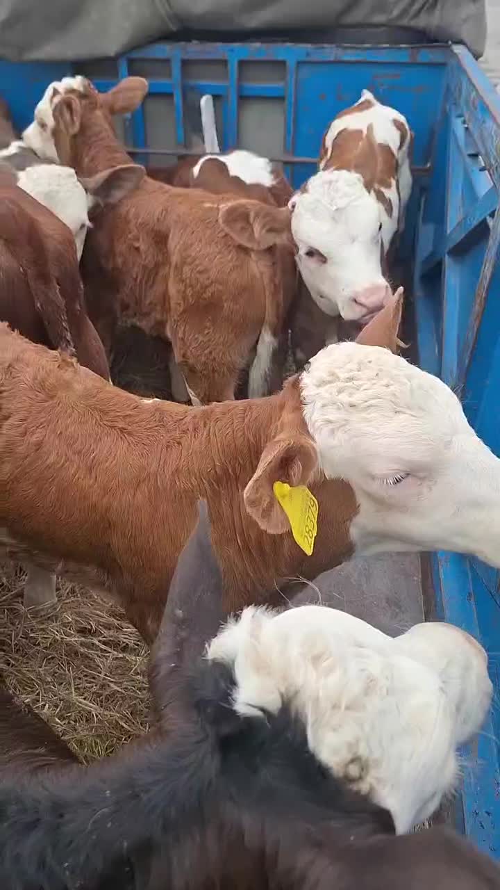 جهت خرید انواع گوساله پرواری داشتی|حیوانات مزرعه|تهران, بوستان ولایت|دیوار