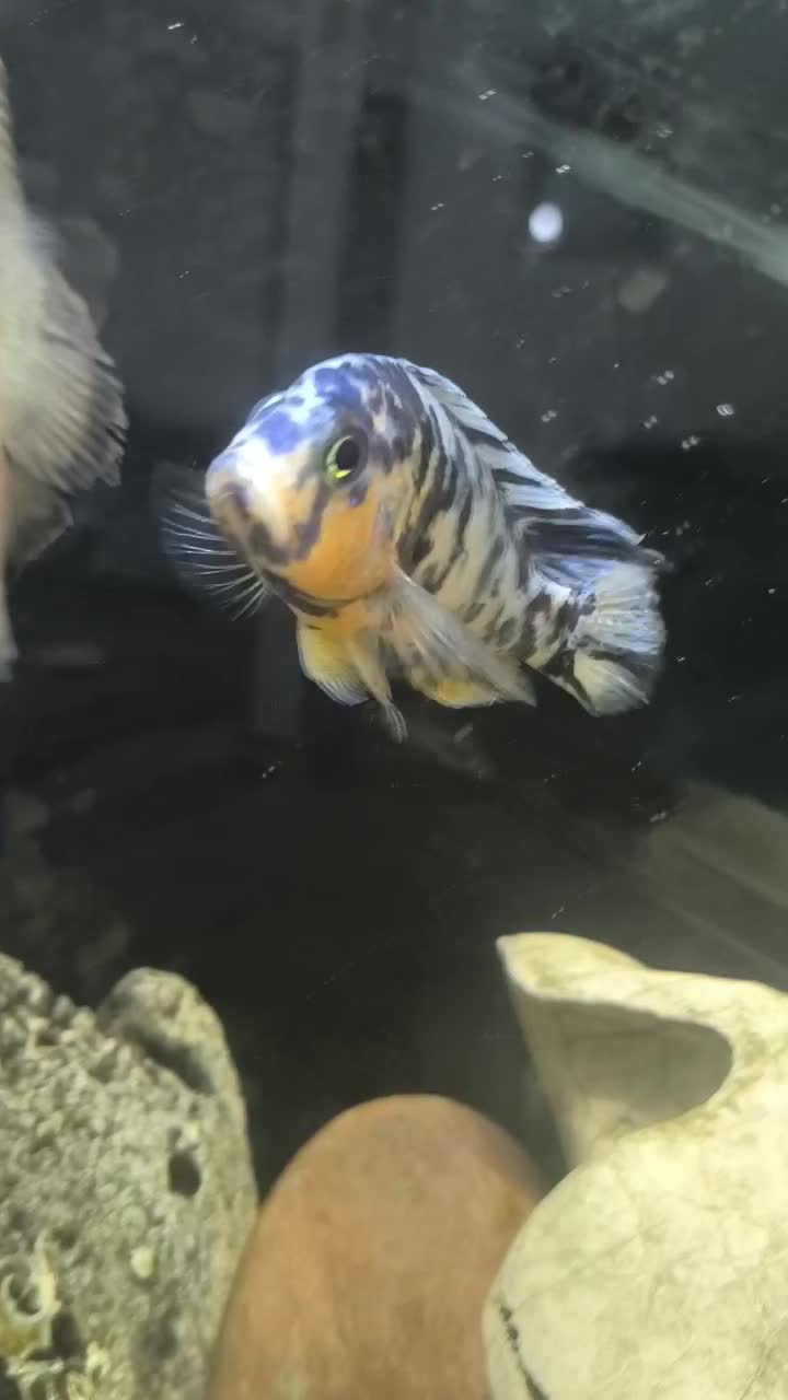 ماهی سیچیلاید|ماهی|ملایر, |دیوار