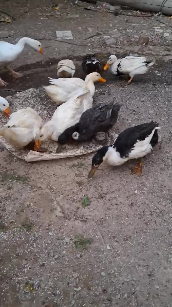 مرغابی و غاز درجه یک|حیوانات مزرعه|تربتحیدریه, شهرک ولیعصر|دیوار