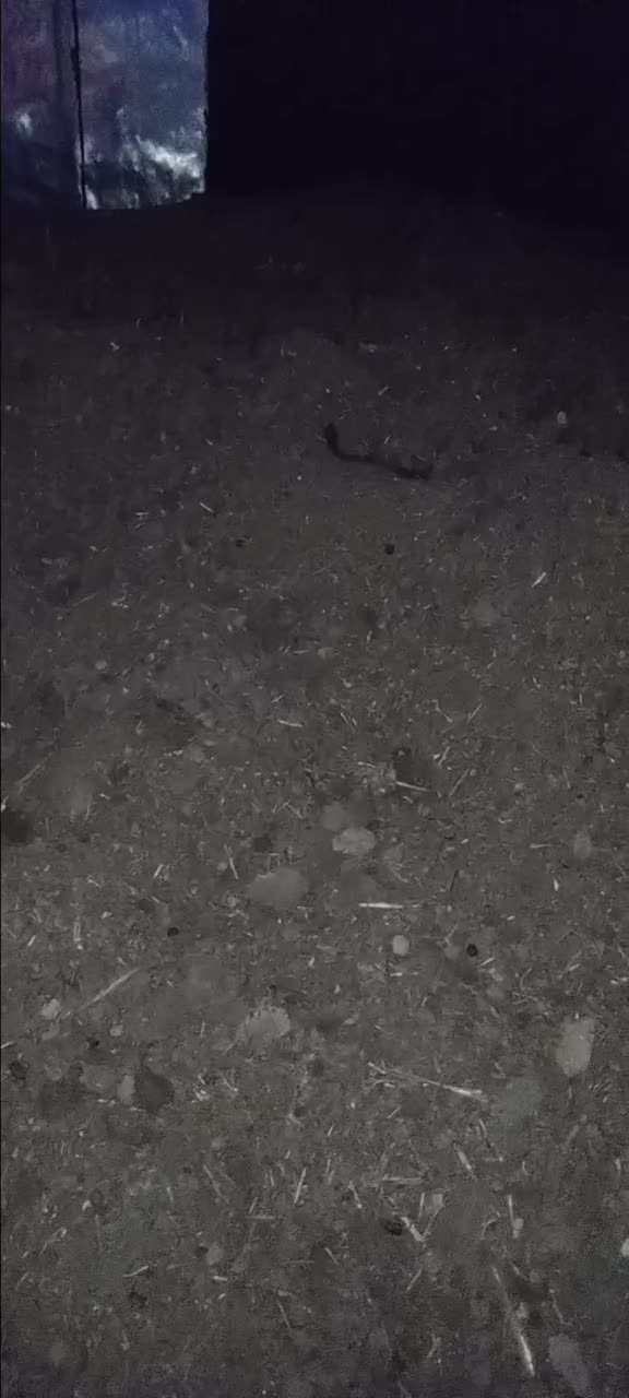 کود گوسفندی|لوازم جانبی حیوانات|کوهدشت, |دیوار