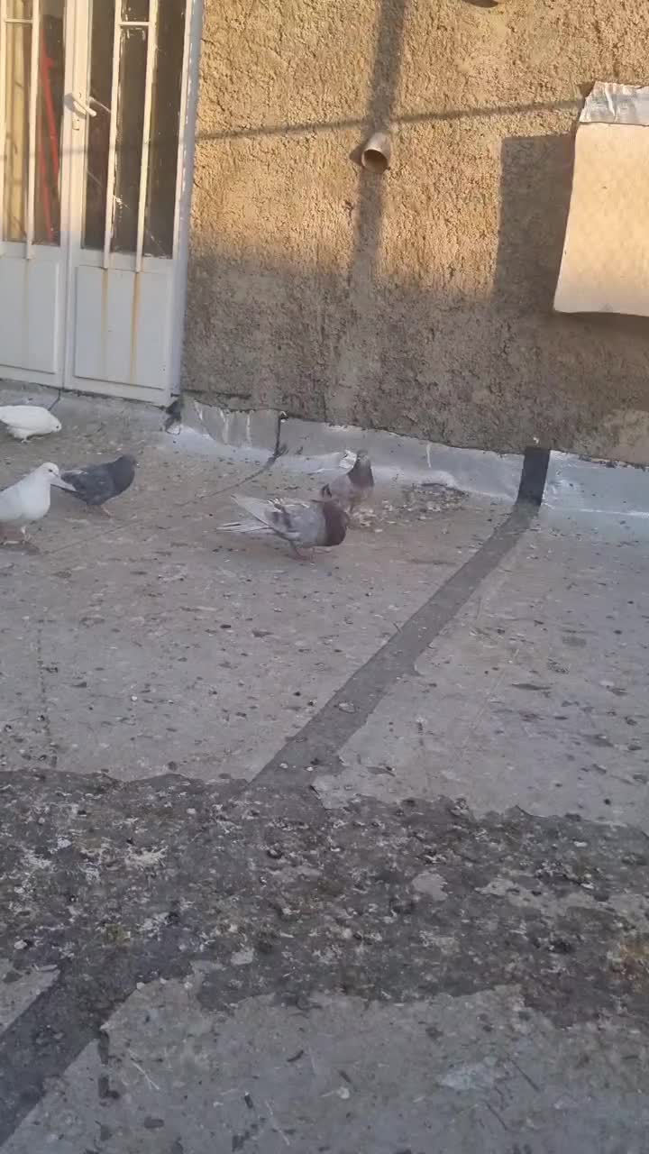 سرخ پیس|پرنده|پیر بکران, |دیوار