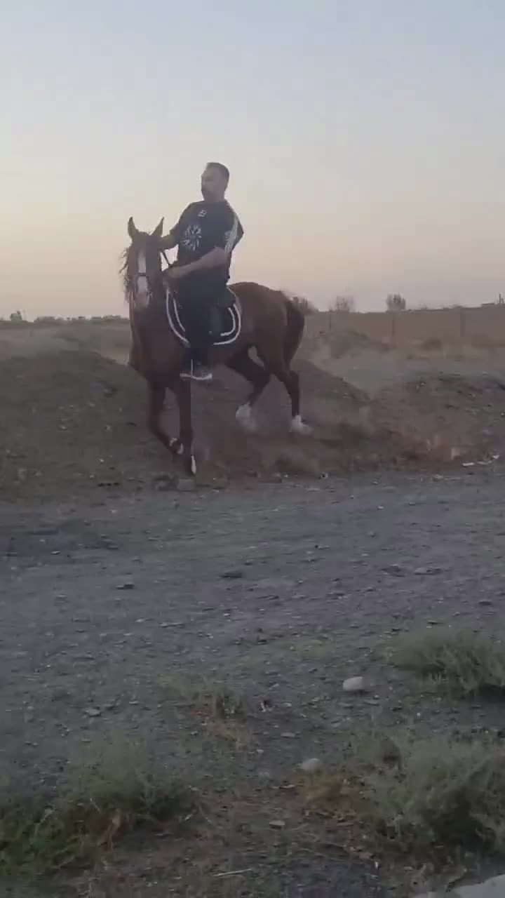 اسب نریشن دره شوری|اسب و تجهیزات اسبسواری|مشهد, الهیه|دیوار