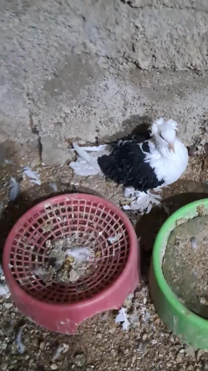 جکسون|پرنده|اصفهان, پل شریعتی|دیوار