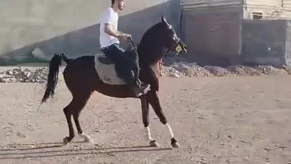 فروش سیلمی عرب از اسپرسیوو بقایی|اسب و تجهیزات اسبسواری|رفسنجان, |دیوار