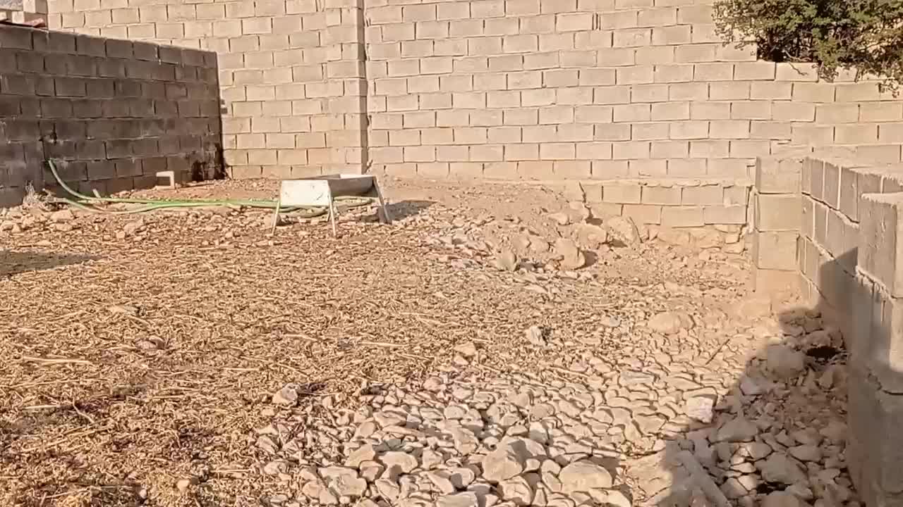 میش زاییده و ابستن|حیوانات مزرعه|بهبهان, |دیوار