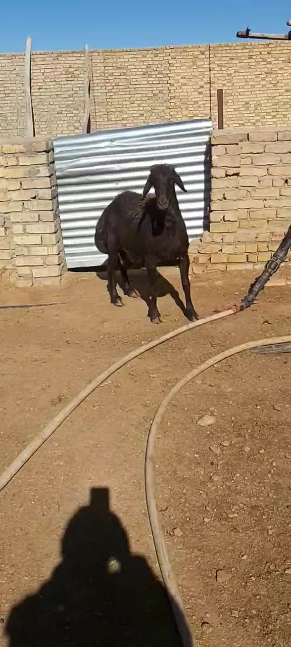 قوچ|حیوانات مزرعه|سلطانیه, |دیوار