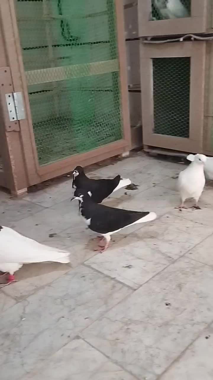 کبوتر|پرنده|اقبالیه, |دیوار