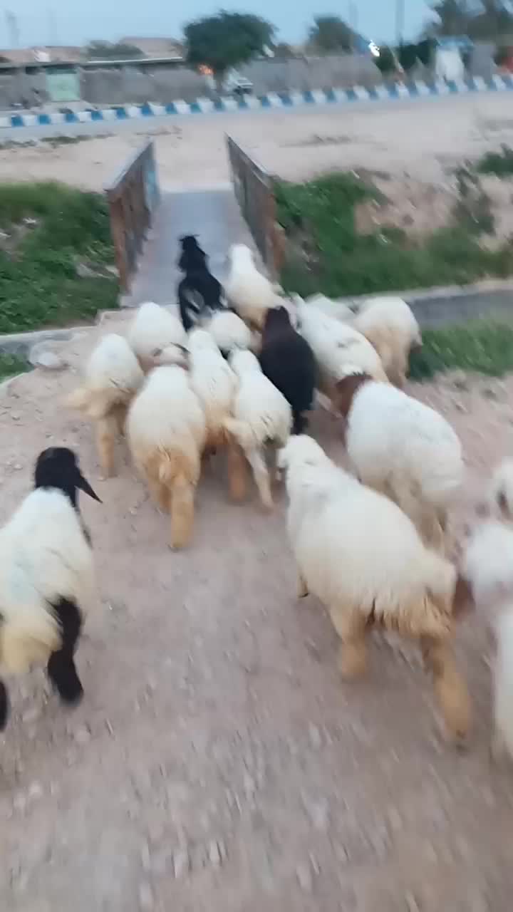 بره|حیوانات مزرعه|رامهرمز, |دیوار