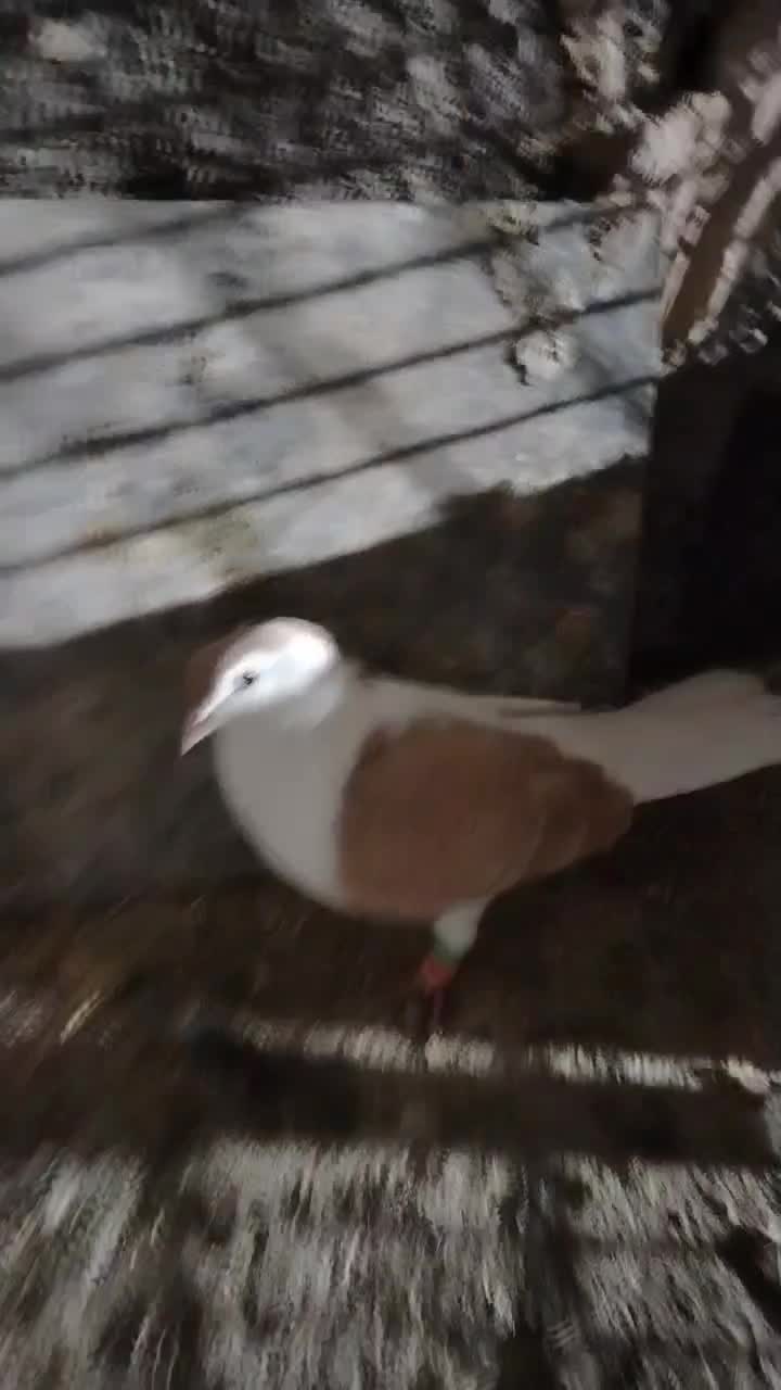 چپ زرد|پرنده|مشهد, شهید جنگی|دیوار