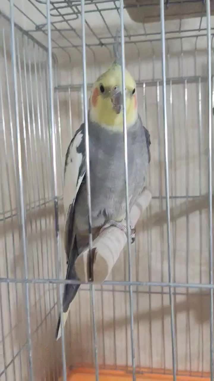 عروس‌ هلندی ۲ عدد نر|پرنده|پاکدشت, پاکدشت (مامازند)|دیوار