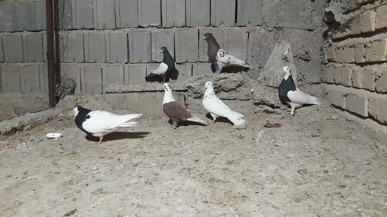 کبوتر بهبهونی نر رنگی|پرنده|شیراز, کاراندیش|دیوار