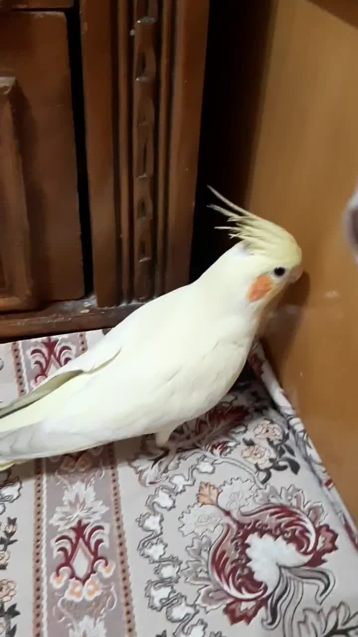 گمشده|حیوانات|نجفآباد, ویلاشهر|دیوار