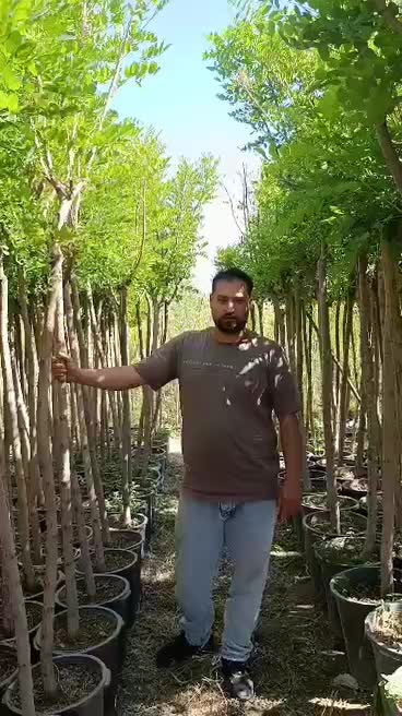 نهال فضای سبز اقاقیای پیوند شده سایز قطردار گلدانی|خدمات باغبانی و درختکاری|زنجان, |دیوار