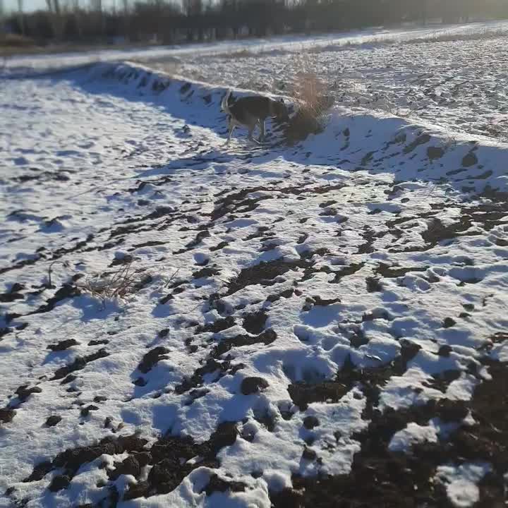 سگ گرگی|سگ|کندوان, |دیوار