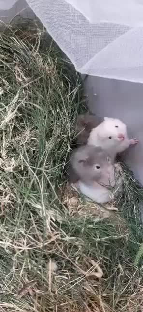 فروش همستر دونه190ارسال هم دارم|موش و خرگوش|دوگنبدان, |دیوار