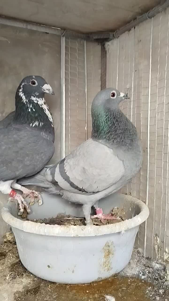 آلمانی و رنگی|پرنده|بیرجند, |دیوار