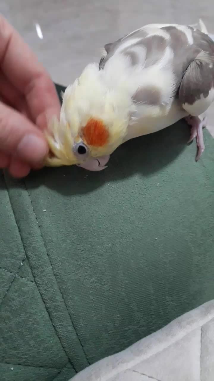 عروس هلندی ماده آرام دوستداشتنی که اسمش آرام|پرنده|فومن, |دیوار