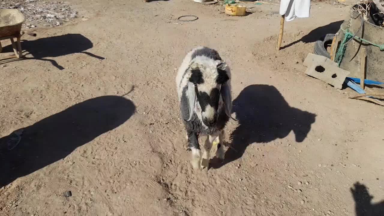 بره نر جری|حیوانات مزرعه|زاهدان, |دیوار