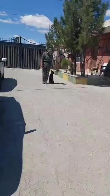آموزش سگ ، تربیت سگ ، مربی سگ نگهبان و خانگی|خدمات آموزشی|تهران, بوستان چیتگر|دیوار