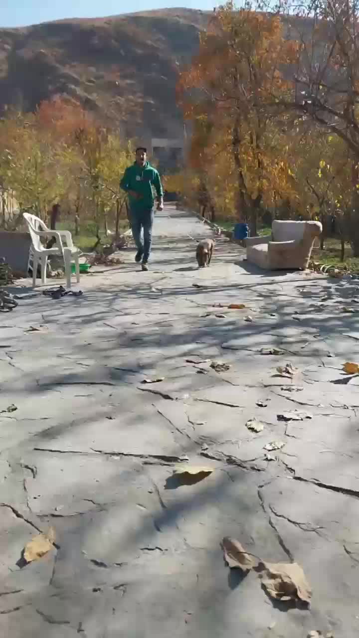 سگ پیت بول یک ساله سالم وسرحال * (فروش و معاوضه)|سگ|طرقبه, |دیوار