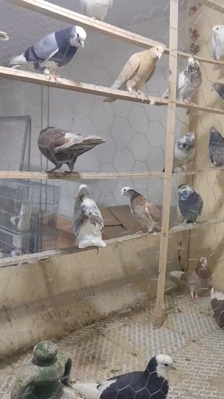 کبوتر کفتر|پرنده|فردیس, ثابتی|دیوار