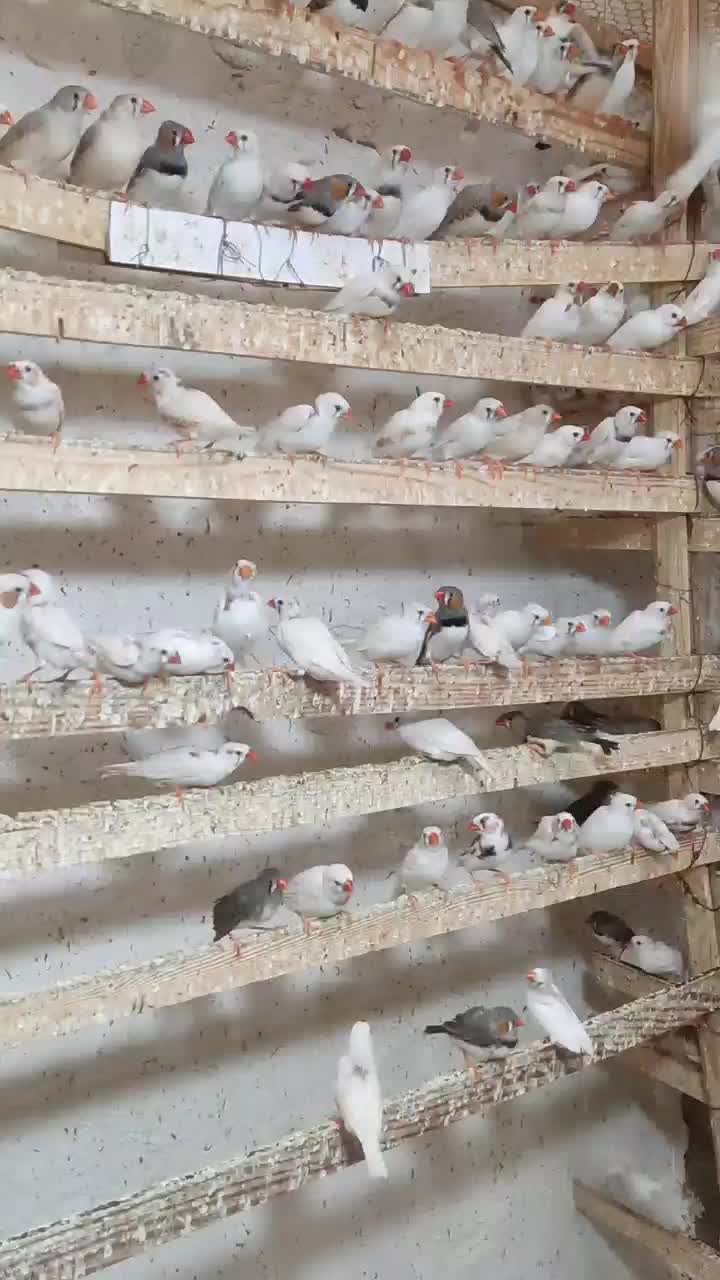 حراج پاییزه فنچ|پرنده|محمدیه-قزوین, |دیوار