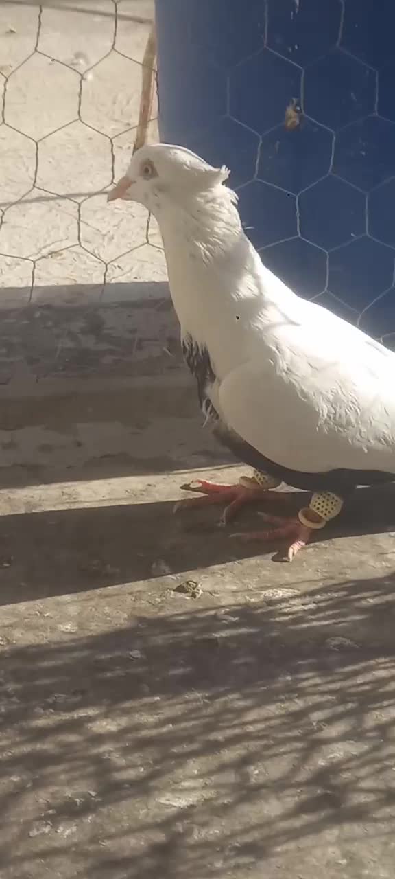 یه جفت دم سیاه|پرنده|تاکستان, |دیوار