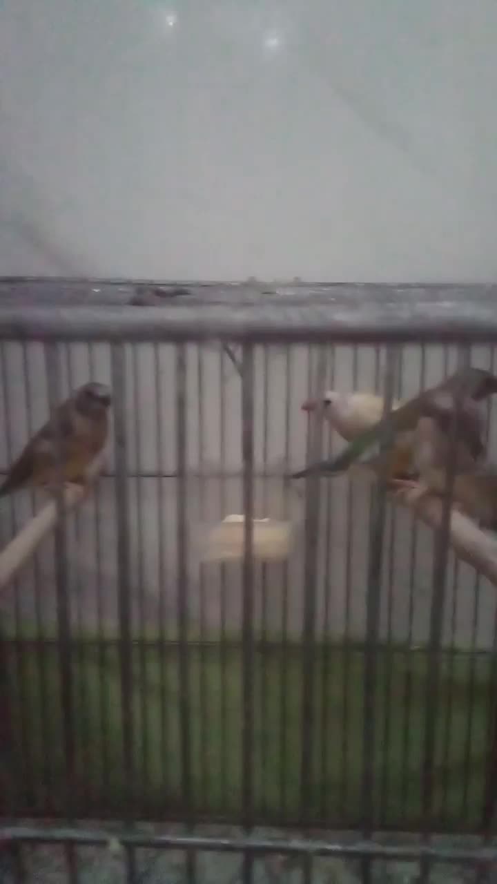 فنچ گلدین|پرنده|تهران, آهنگ|دیوار