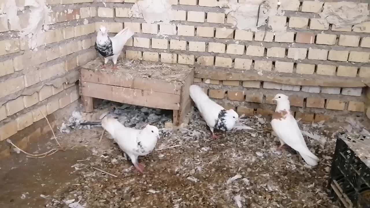 طوقی ماده|پرنده|شادگان, |دیوار