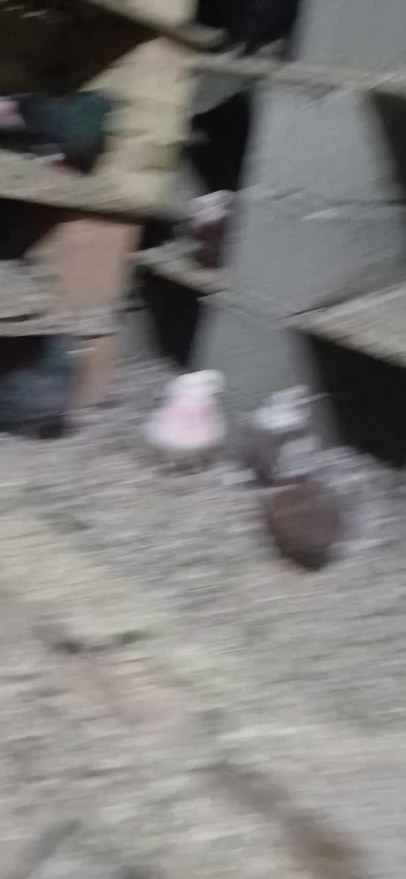 کبوترپرشی|پرنده|گمیشان, |دیوار