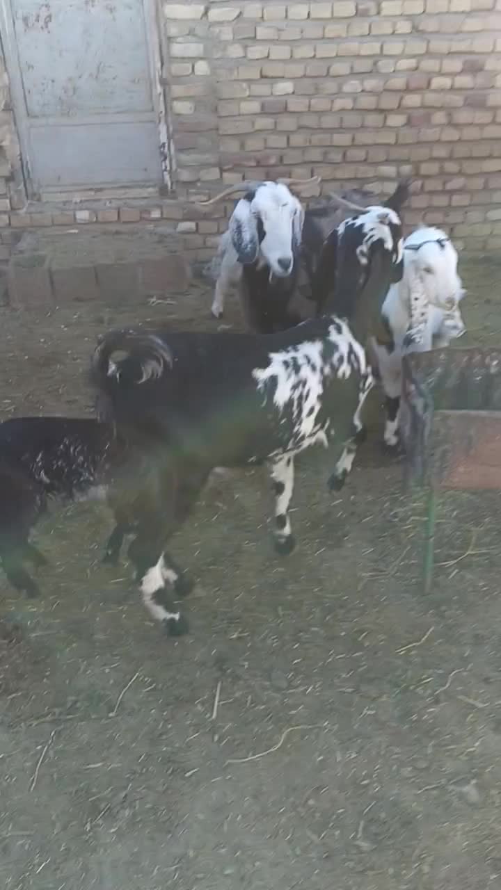 بز داشتی نژاد دار|حیوانات مزرعه|سبزوار, قصبه شرقی|دیوار