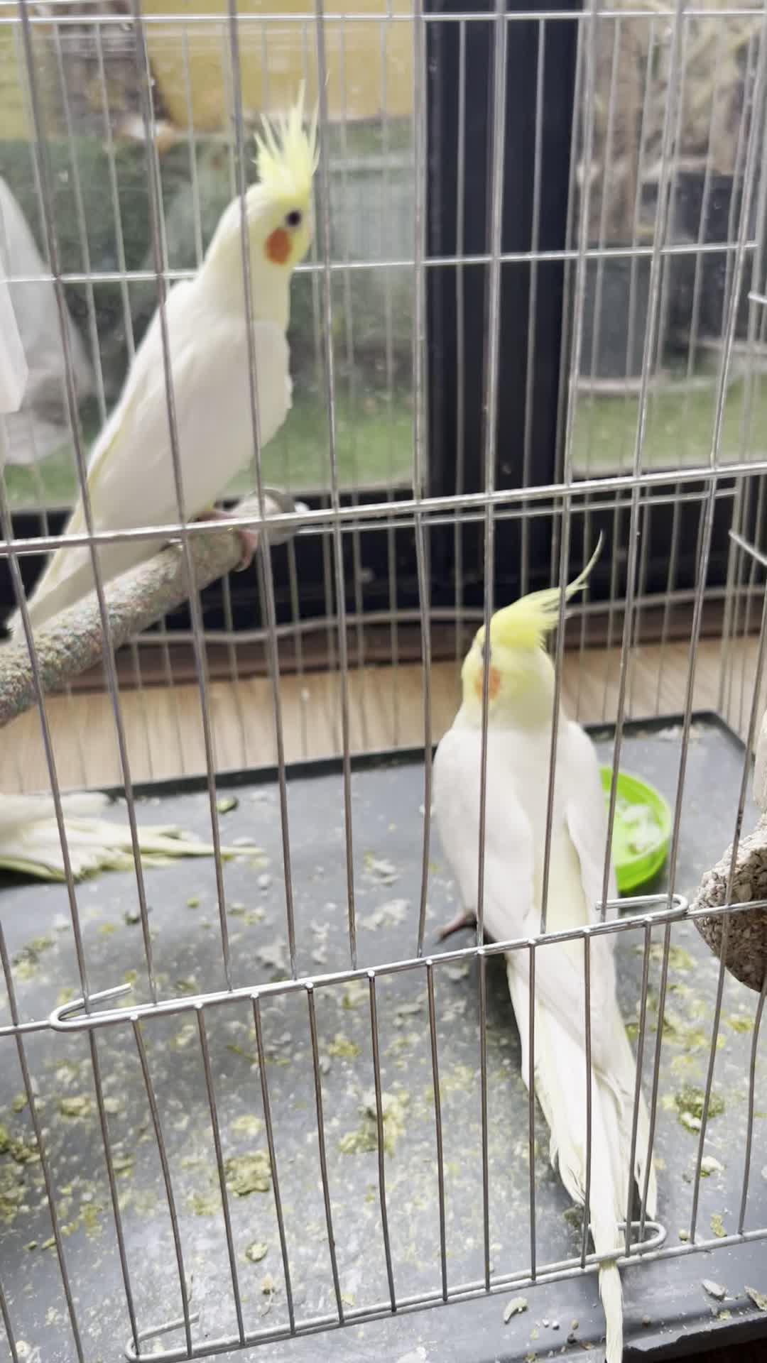 ۳ عدد عروس هلندی لوتینو|پرنده|اصفهان, خواجو|دیوار