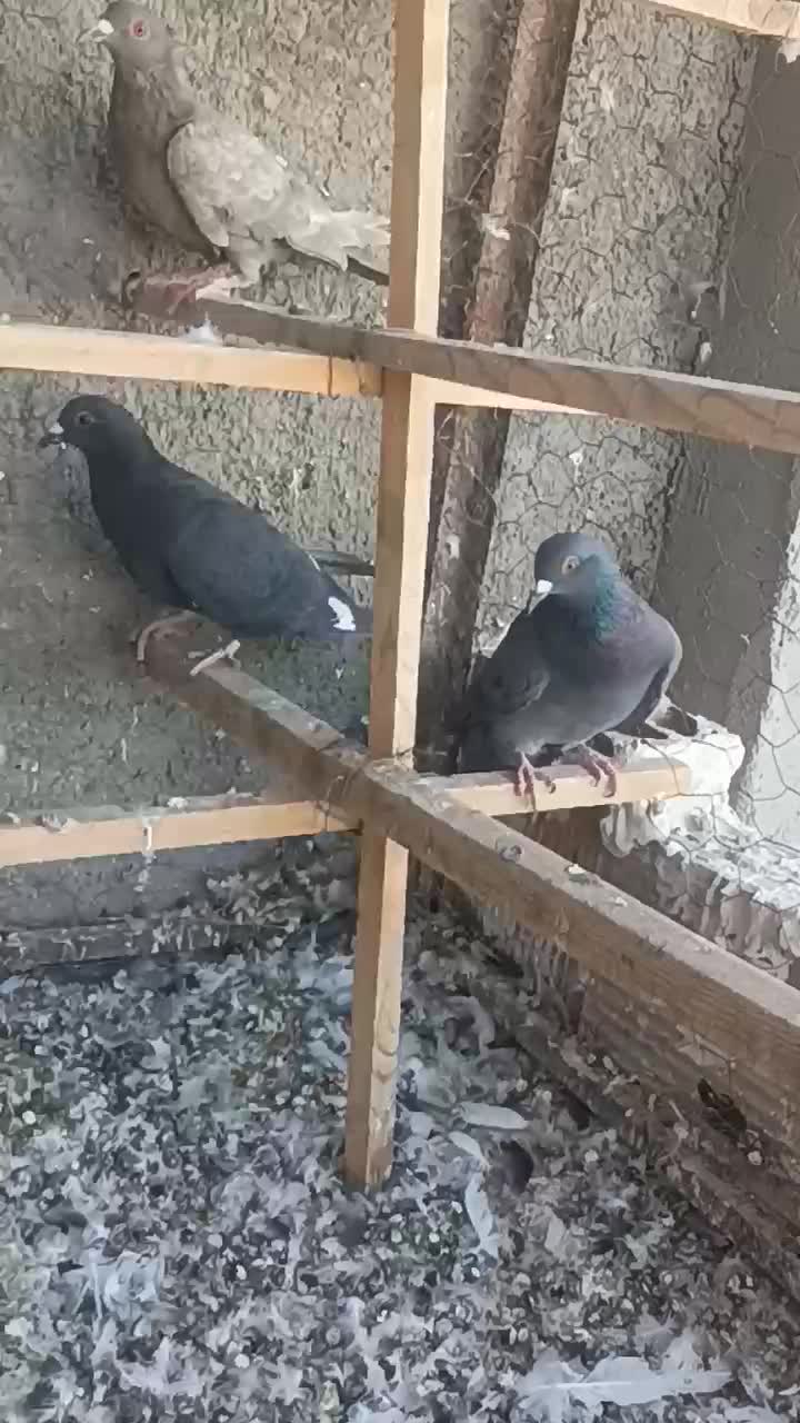 کبوتر شهرستانی|پرنده|پاکدشت, حصار امیر|دیوار