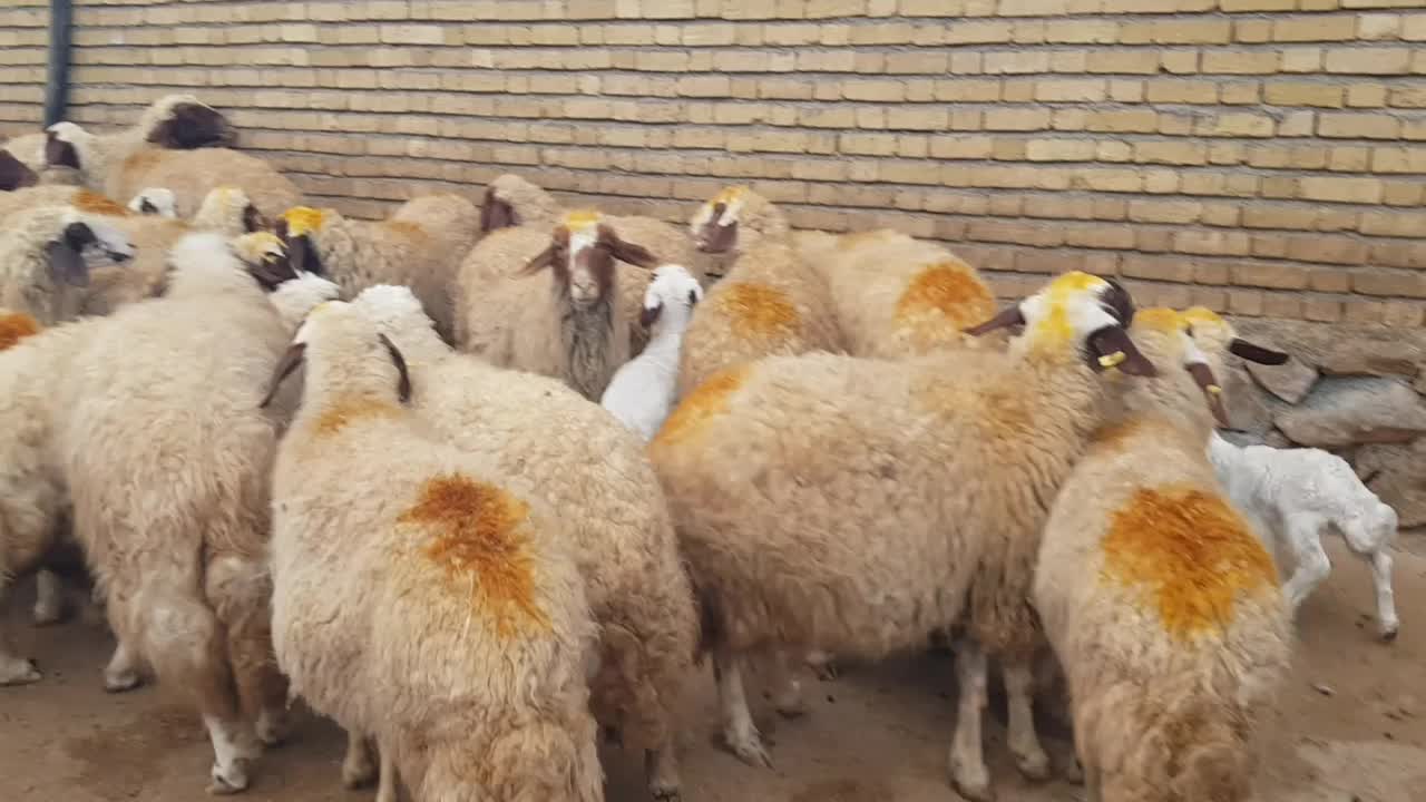 ۴۰ راس میش سنجابی|حیوانات مزرعه|ماهیدشت, |دیوار