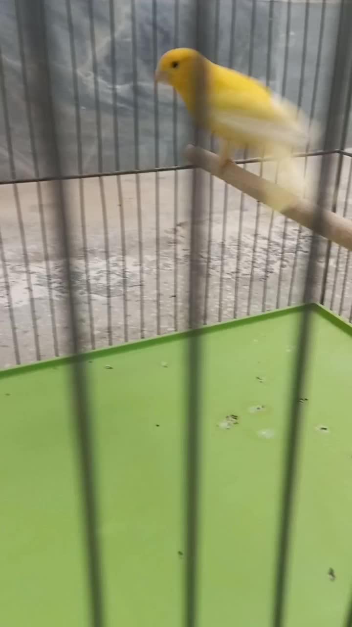 قناری  نر|پرنده|یزد, |دیوار