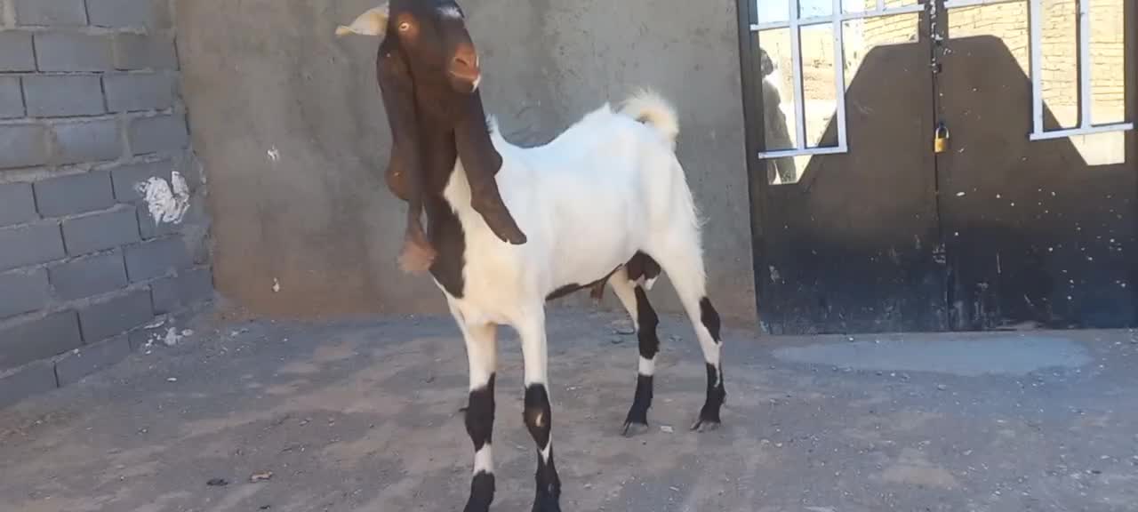 بز نربز جوان یکسال گوش بالای ۵۰ بسیار تیز وشر|حیوانات مزرعه|تربت جام, کاریز نو سفلی|دیوار