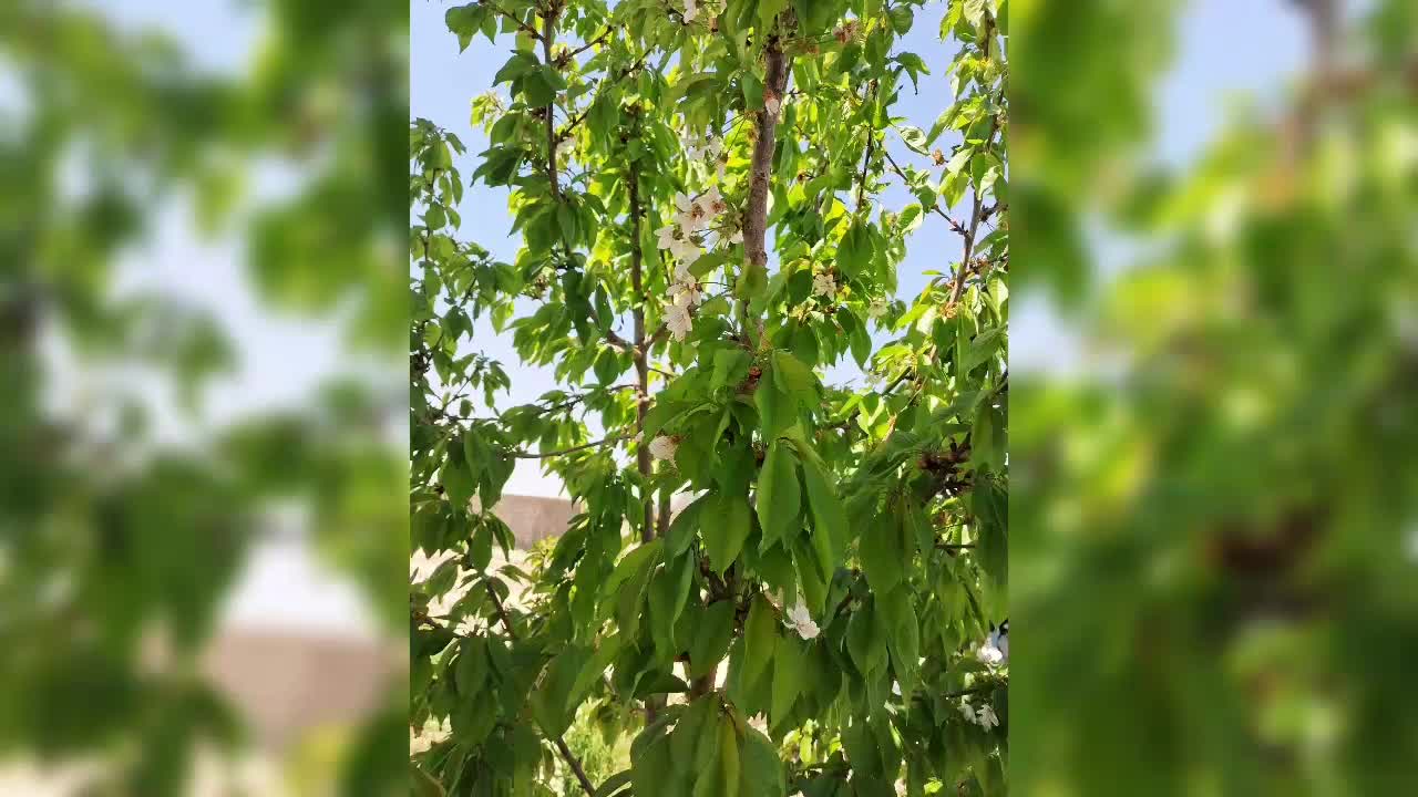 باغ لطفا تماس بگیرید|فروش زمین و ملک کلنگی|مشهد, گنبدواز|دیوار