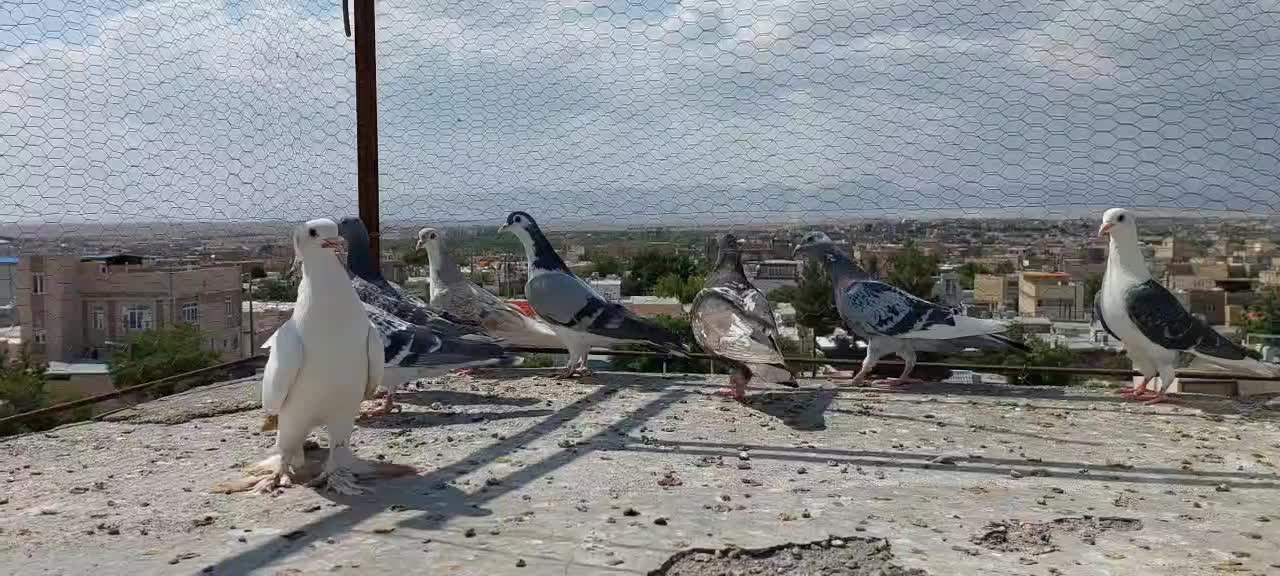 کفتر نرماده میناسیاه کویتی گراف پنگوئن چپ سفید|پرنده|تربت‌حیدریه, باغ سلطانی|دیوار