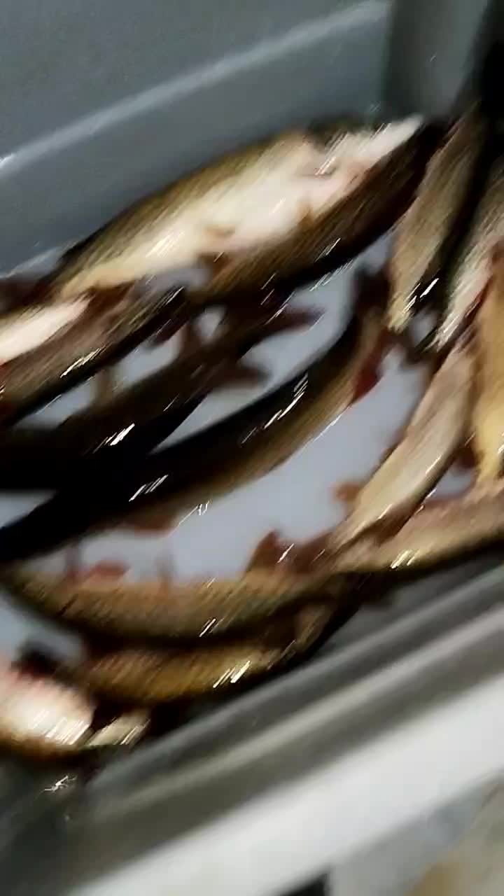 اردک ماهی|ماهی|بابل, |دیوار