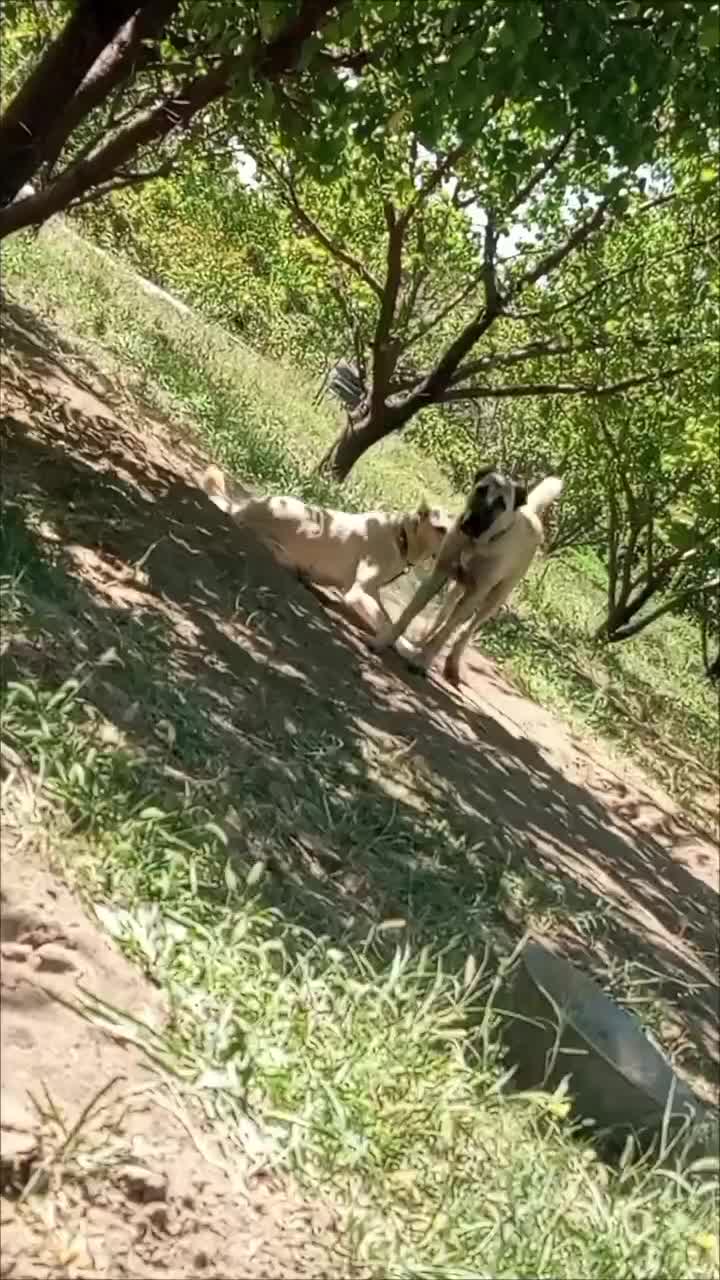 توله کانگال نر اصل هشت ماهه|سگ|ارومیه, |دیوار