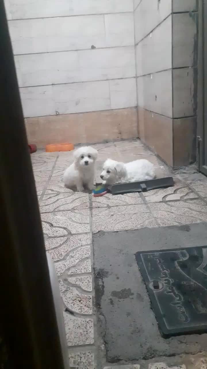 جفت نر و ماده نژاد اشپیتز|سگ|وحیدیه, |دیوار