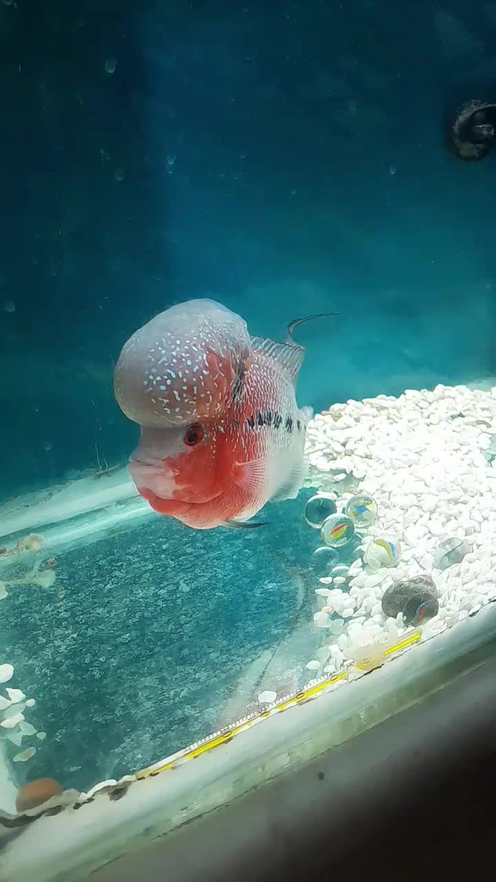 فلاور هورن|ماهی|تهران, والفجر (افسریه)|دیوار