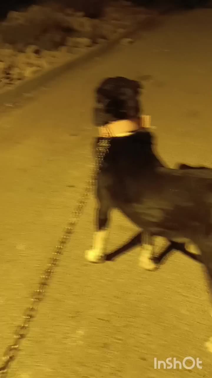 سگ گله|سگ|شال, |دیوار